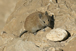 Golden Spiny Mouse   Acomys russatus